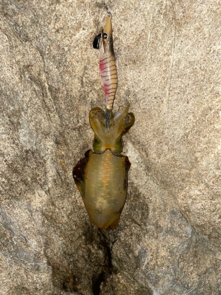 良型を求めてエギングへ！！