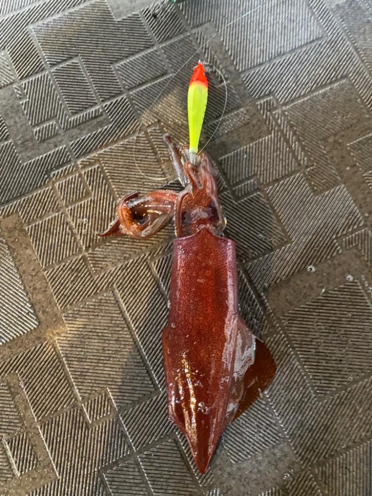 和歌山イカメタル