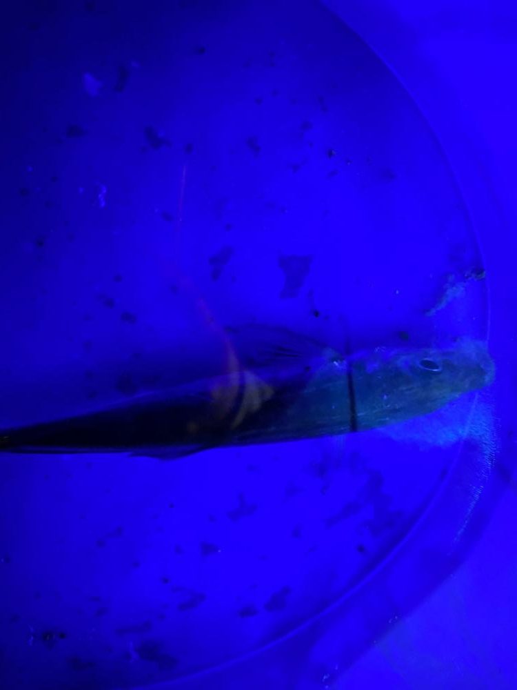 楽しいアジング