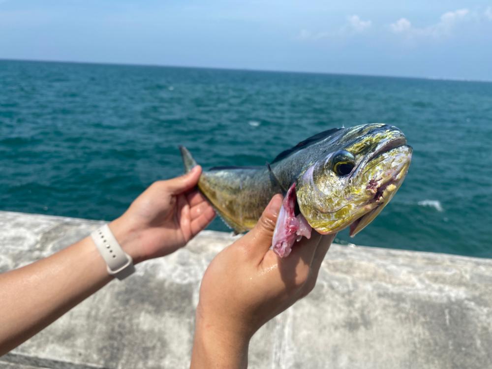 和歌山シイラ釣り