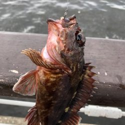 青イソメで根魚