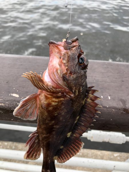 青イソメで根魚