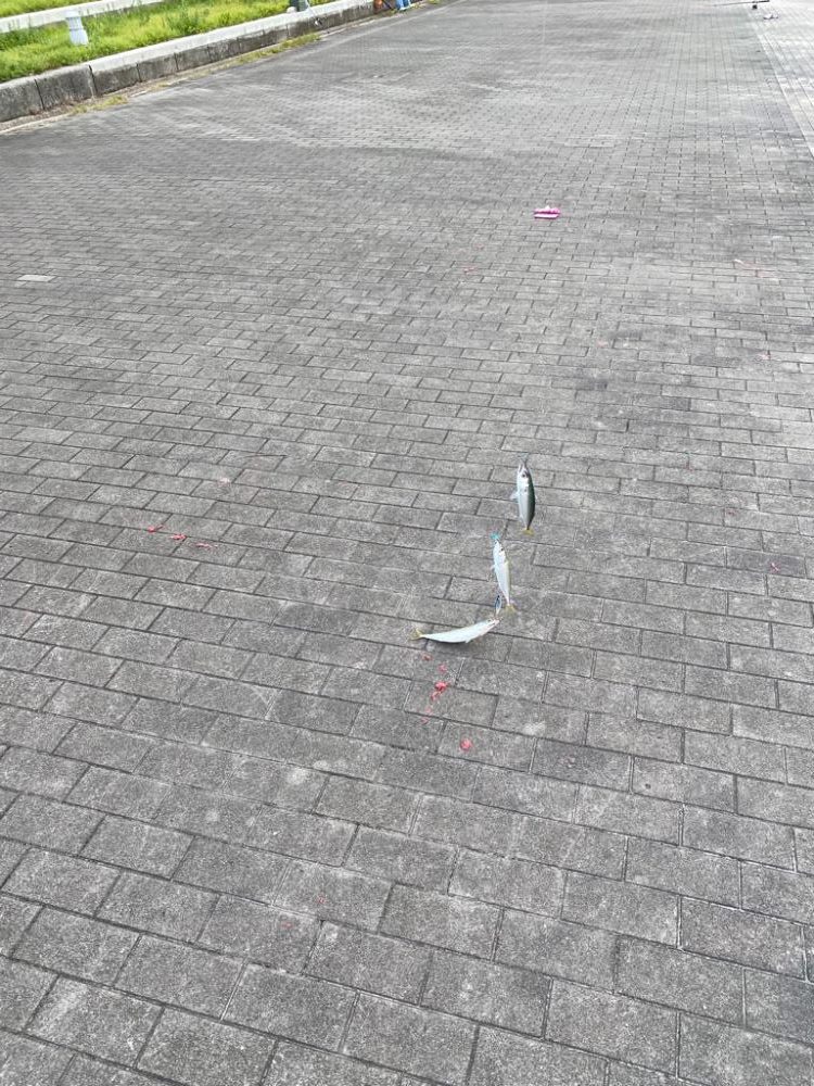 シーサイドコスモの鯖