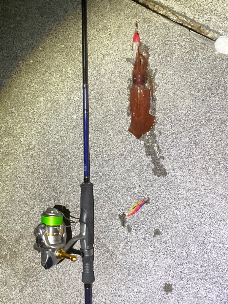 今期初ケンサキ