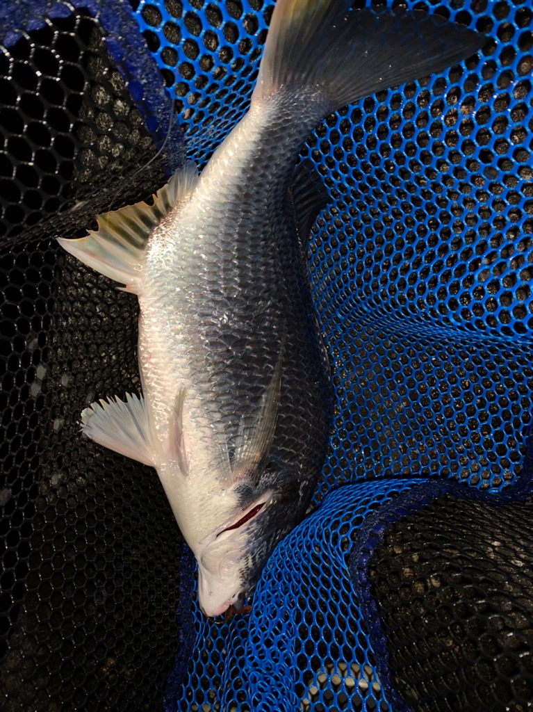 チヌハンターパート41