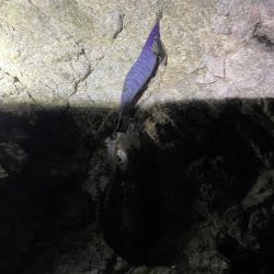 ナイトエギング！！