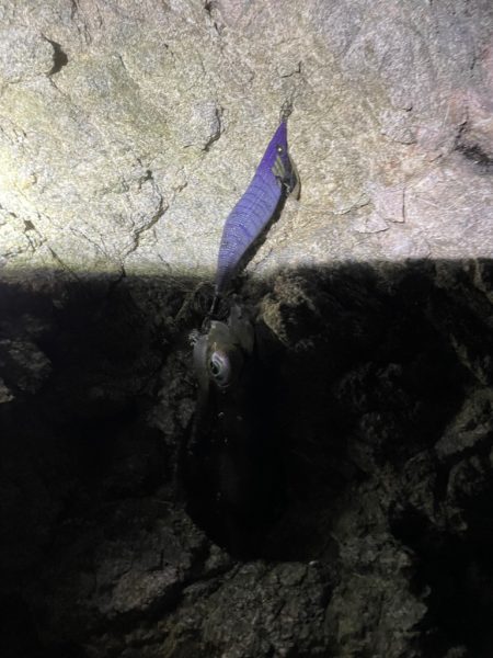 ナイトエギング！！