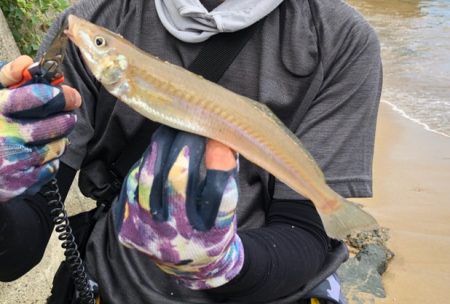 まだまだキス　数釣りより型が良い！