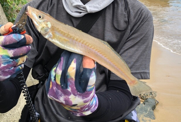 まだまだキス 数釣りより型が良い!