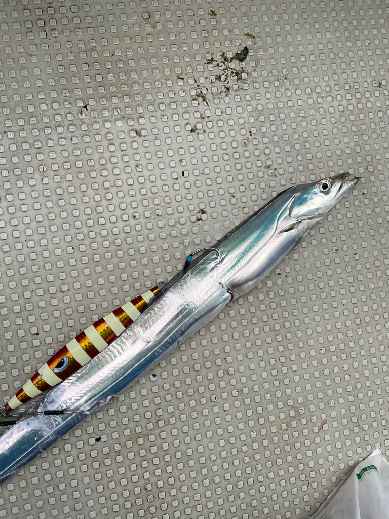 タチウオジギング