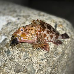 アコウ40up釣りたい