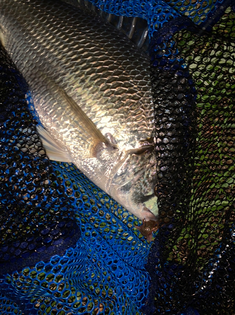 チヌハンターパート30