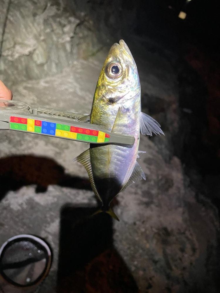 癒しのアジング