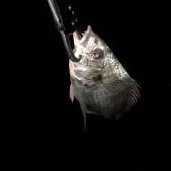 チヌハンターパート29