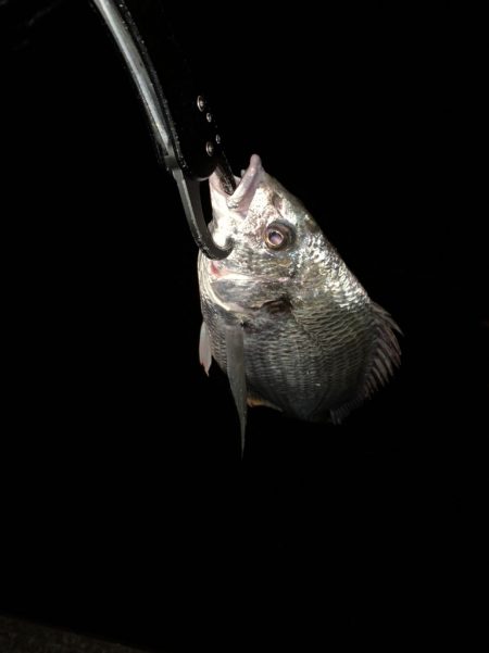 チヌハンターパート29