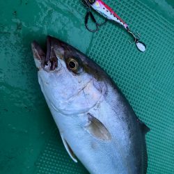 シオジギングで連発！