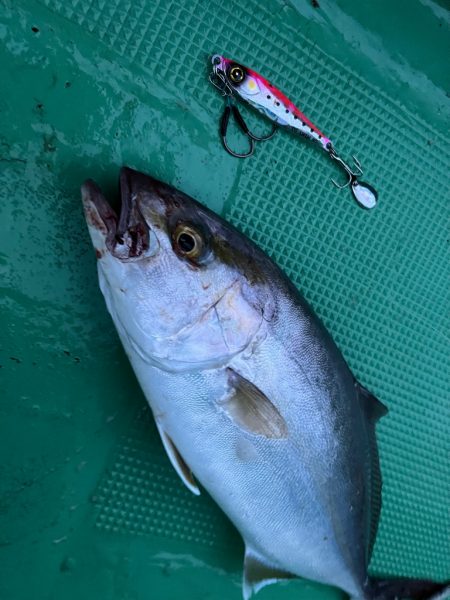 シオジギングで連発！