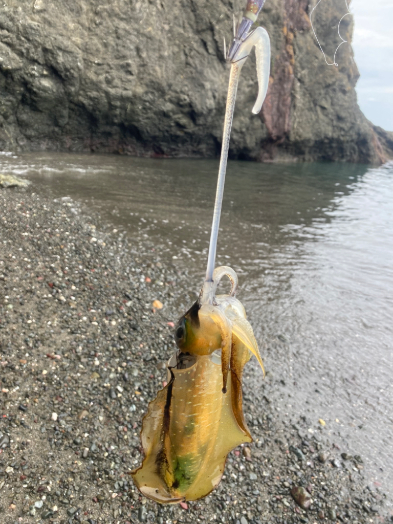 アオリイカ開幕戦