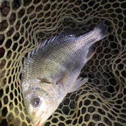 淀川ブリームゲーム