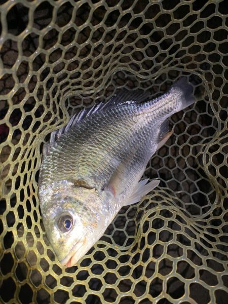 淀川ブリームゲーム