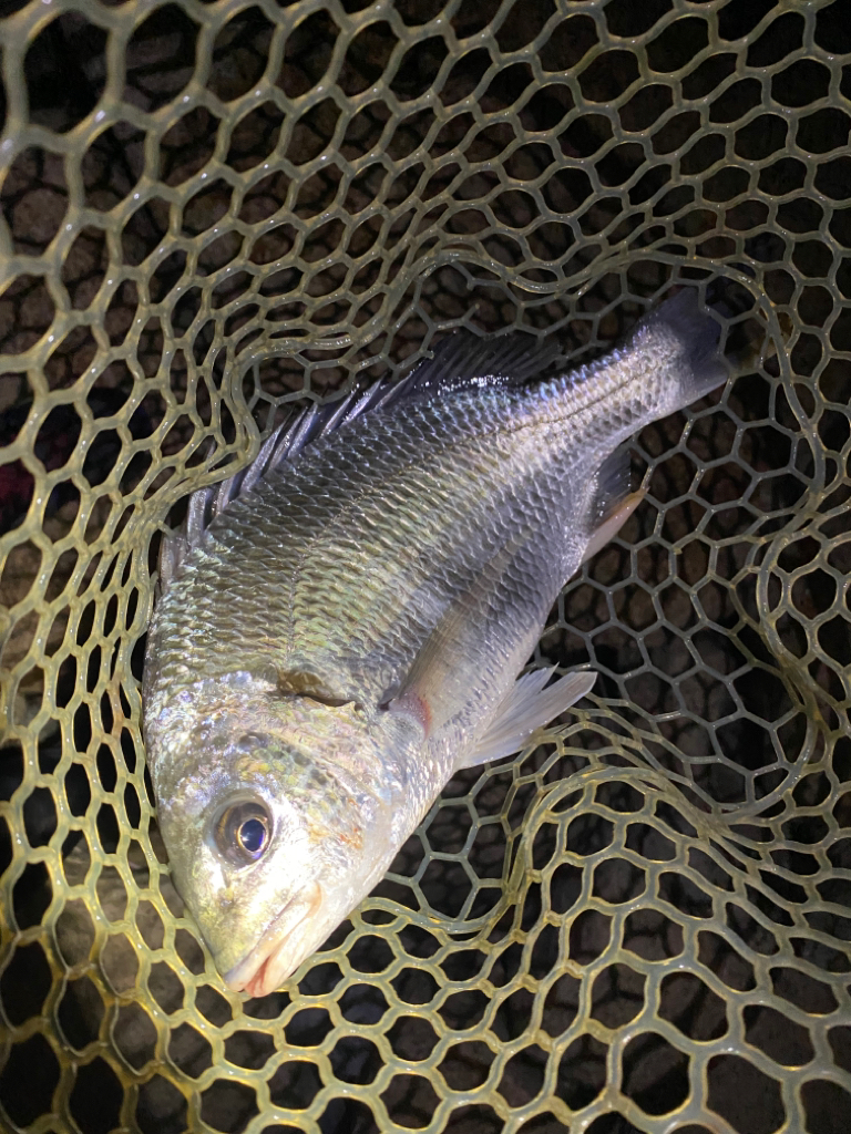 淀川ブリームゲーム