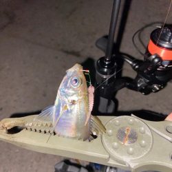 ようやくシーズン到来