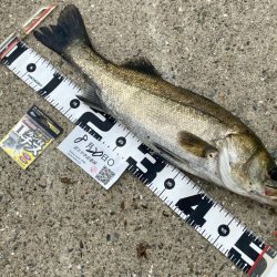 小型を釣りながら良い型を目指し