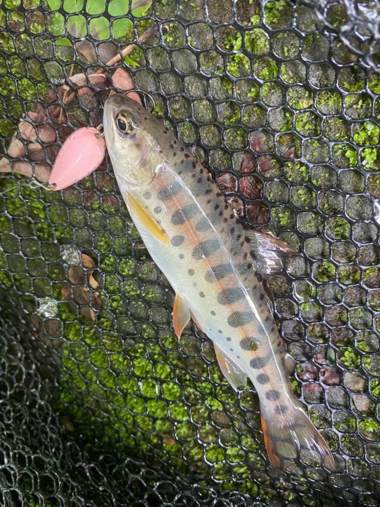 人の立ち入ってない沢！