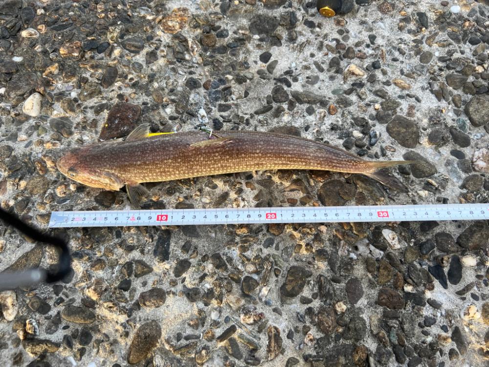 エソ1匹、マゴチ2匹目