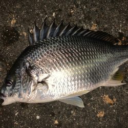 チヌハンターパート32