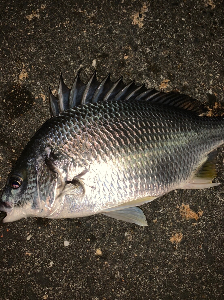 チヌハンターパート32