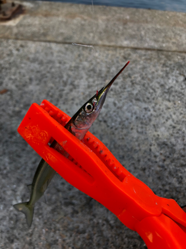 サヨリ難しい…