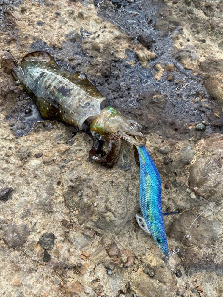 秋イカシーズン!今年はサイズがいい!