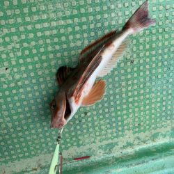 アジ釣るのは苦手です。