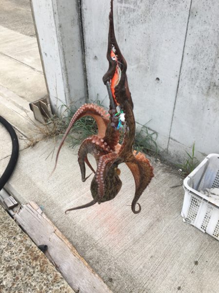 久しぶりに釣れた！