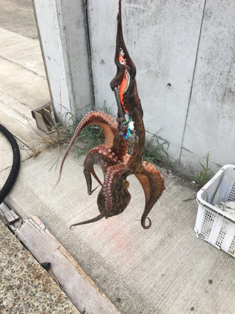 久しぶりに釣れた!