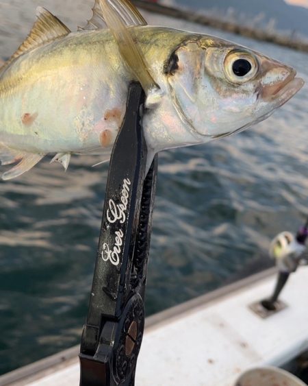 初めての乗合アジ便