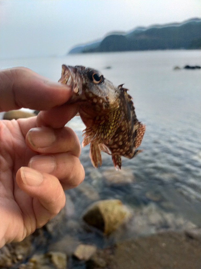 ガシラを求めてランガン