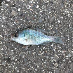 久しぶりの淡水