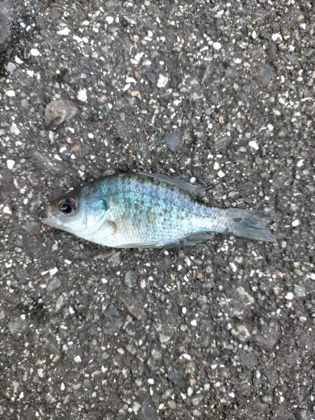 久しぶりの淡水