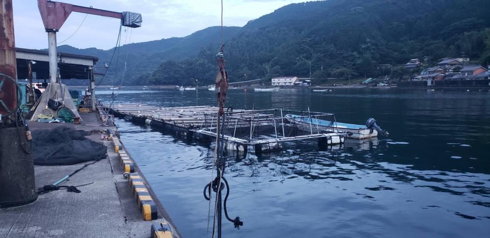 アジ探し@熊野周辺