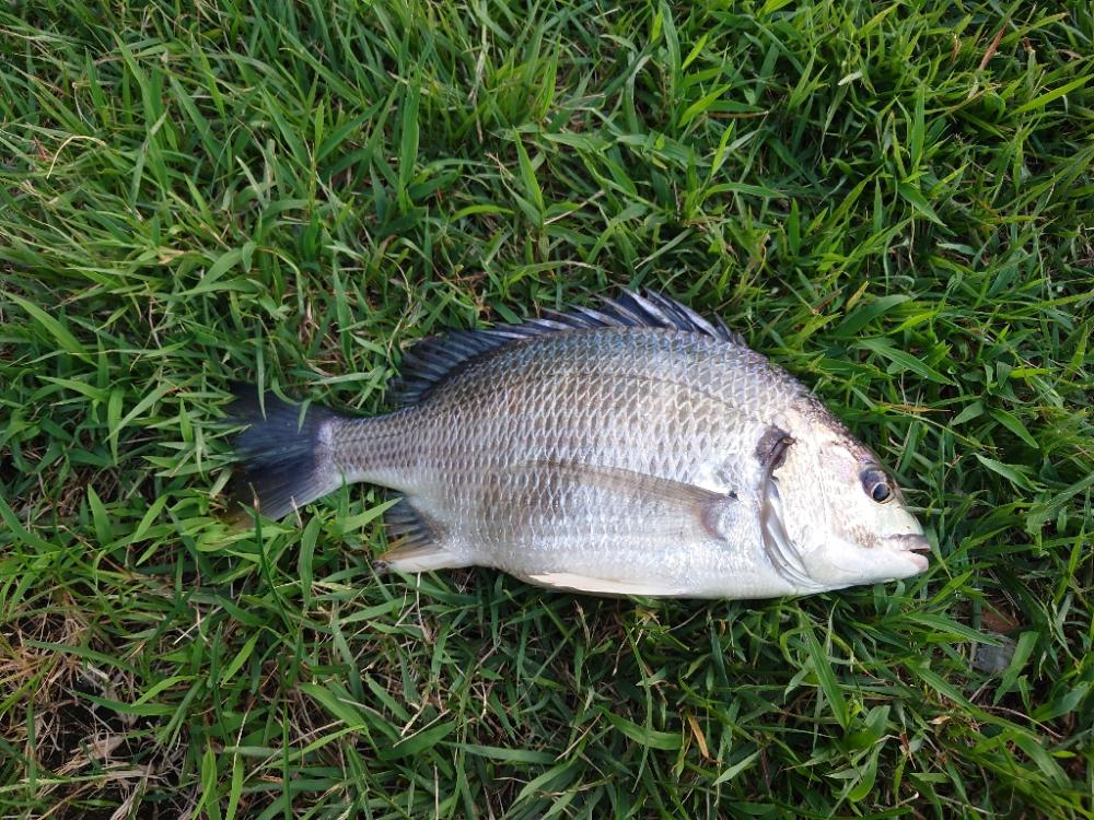 何とかチヌ！シーバスは相変わらずバラシ！