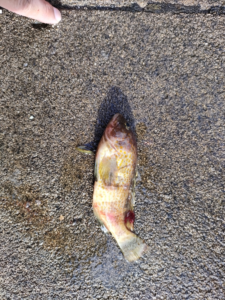 いつもの浜田港にて