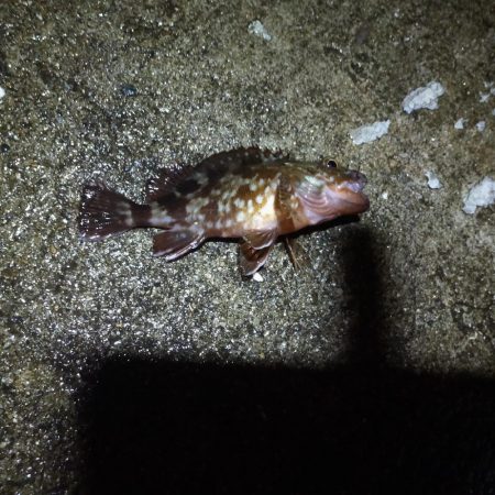 エビ撒き　アコウ不発、代わりにチヌ