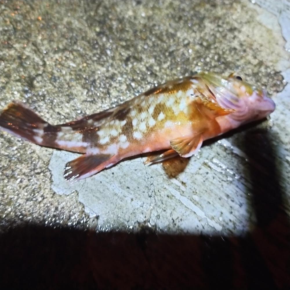 アコウ不発、代わりにチヌ、おまけにタコ