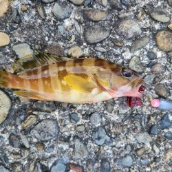 遠征(和歌山後半)