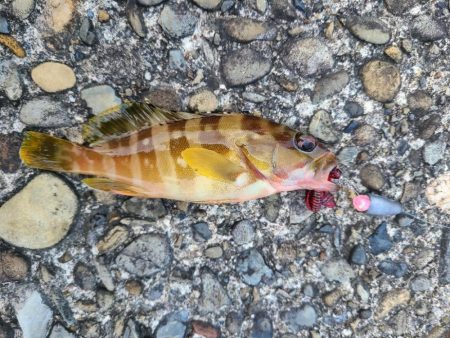 遠征(和歌山後半)