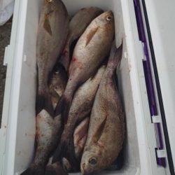 三ッ瀬(夜釣り)