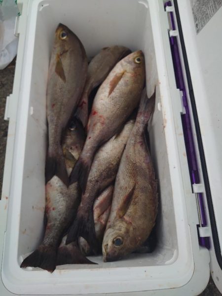 三ッ瀬(夜釣り)