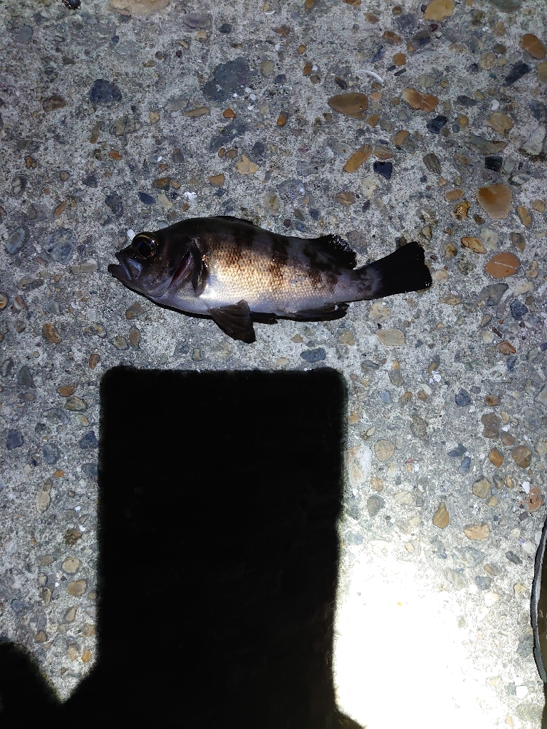 大サバとメバル